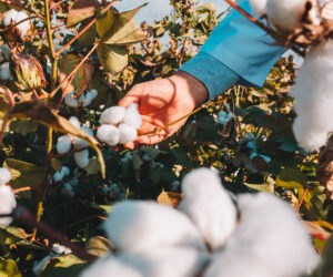 Safra de algodão 2025/26 em Mato Grosso: vendas avançam, mas área cultivada deve diminuir